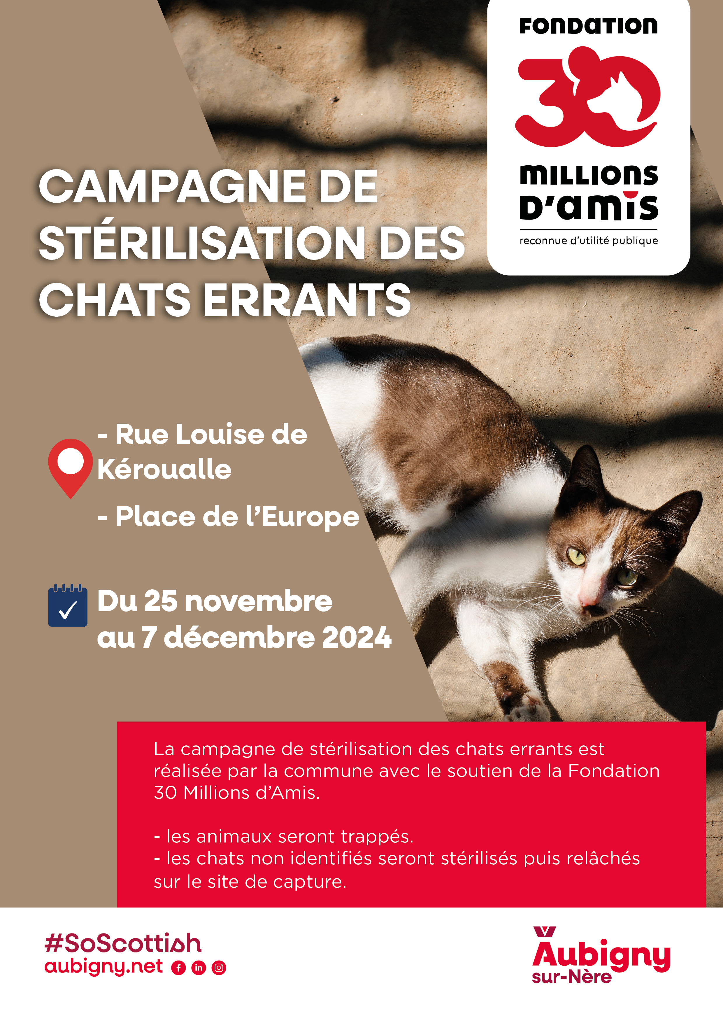 Campagne de stérilisation des chats errants